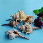 Natural Shell Conch Conch 5-9cm Home Fish Tank Micro Landscape Decoration - Image 4