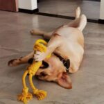 Modern Dog Bite Toy Tear-resistant Solid Color Dog Chew Toy Universal Pet Puppy Dog Chewing Toy - Image 4