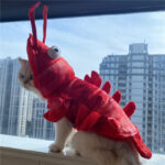 Halloween Cat Lobster Clothes New Year Christmas - Image 7