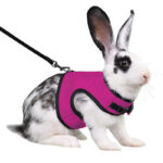 Guinea Pig Rabbit Rope Minipet Traction Vest Chest Back - Image 10