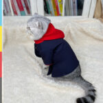 Cat And Dog Hoodie Photo Props - Image 4