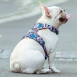 Fashion Personality Pet Chest Pull-resistant Strap - Image 2