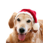 Two-piece Pet Hand-knitted Hat And Scarf - Image 5