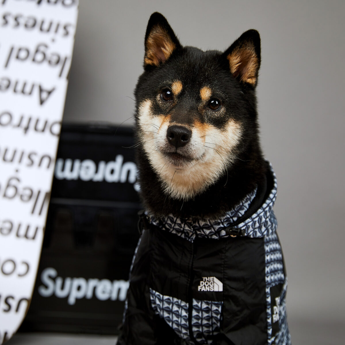 Fashion Brand Windproof And Rainproof New Dog Raincoat Shell Jacket - Image 7