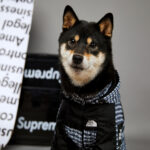 Fashion Brand Windproof And Rainproof New Dog Raincoat Shell Jacket - Image 7