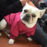 Dog Winter Clothes Padded Warm Jacket Plus Velvet - Image 4