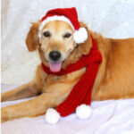 Two-piece Pet Hand-knitted Hat And Scarf - Image 4