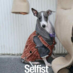 Sausage Little Lingti Schnauzer Bichon Old Washing Tooling