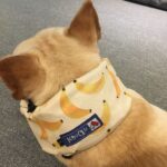 Summer Pet Dog Cool Down Ice Scarf To Relieve The Heat - Image 7
