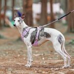 Dog Chest And Back Hand Holding Rope Walking Young Medium Large Dog