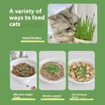 Lazy Cat Grass Canned Hydroponic Soilless Depilation Ball Digestive Snacks - Image 3
