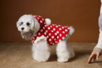 Red New Year Dress Polka Dot Sleeveless Hooded Vest Coat - Image 3