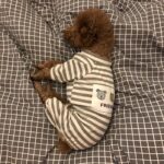Pet Soft And Comfortable Home Clothes Small Dog Pajamas Base Coat - Image 2