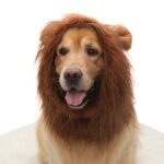 Pet Supplies Dog Wig Dog Hat Lion Head Cover - Image 7