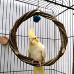 Bird Standing Frame Rattan Ring Chewing Toy Bird Cage