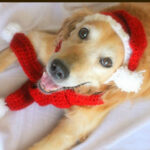 Two-piece Pet Hand-knitted Hat And Scarf - Image 2