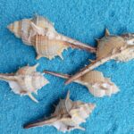 Natural Shell Conch Conch 5-9cm Home Fish Tank Micro Landscape Decoration - Image 3