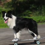 Pet Shoes Wear-resistant And Breathable Big Dog - Image 4