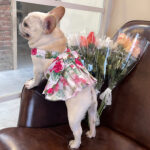 Cotton Ultra-thin Fashion Teddy Hair Bucket Universal Lady's Ultra-thin Princess Cat And Dog Skirt - Image 3