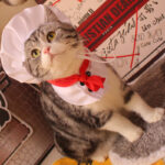 Hat Scarf Pet Changing Outfit - Image 4