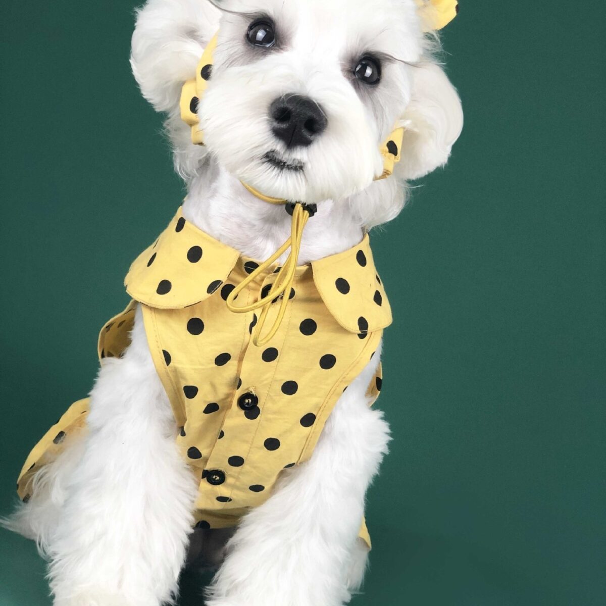 Dog Clothes Summer Thin Small Dog Cute Princess Dress Teddy Schnauzer Corgi Cat Pet Outfit - Image 1