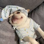 Clothes, Dogs Cats Favs Teddy Schnauzer - Image 2