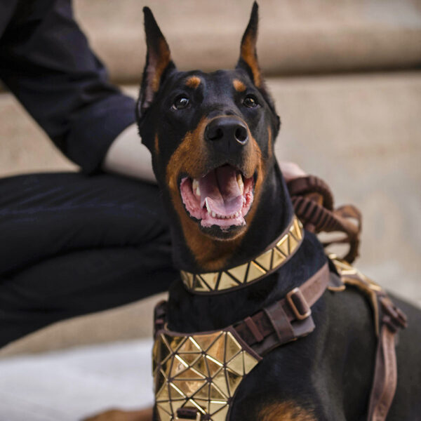 Dog Traction Rope Vest Style Chest Back