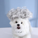 Pet Headdress Pet Wig Sheath - Image 9