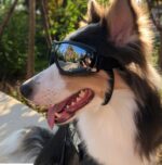 Pet glasses dog supplies goggles waterproof windproof sunscreen UV dog glasses - Image 4