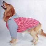 Big dog clothes in autumn and winter - Image 3