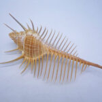 Ancient Conch Comb Conch Shell Aquarium Fish Decoration Specimen Conch - Image 2