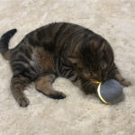 Cat toy bouncing ball - Image 2