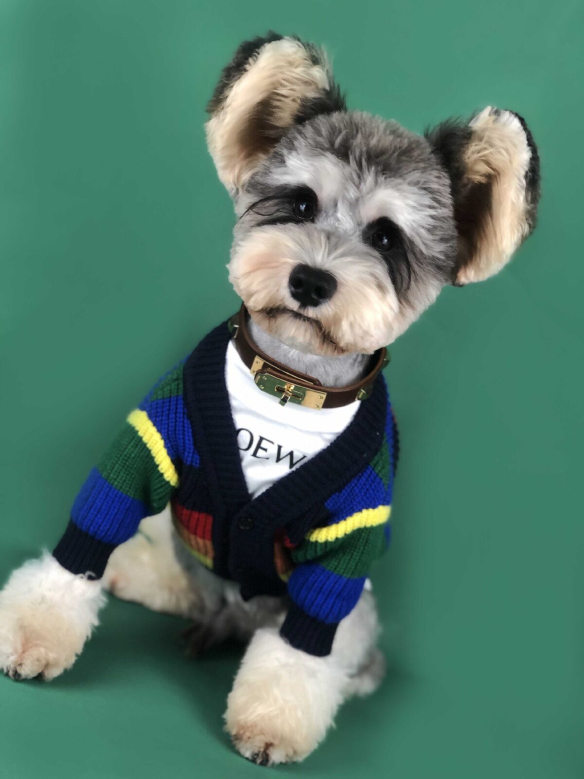 Dog Rainbow Striped Cardigan - Image 3