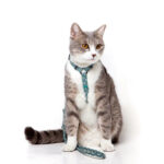 Slipping cat rope - Image 3