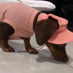 Pet Fashion Waffle Pure Cotton Vest - Image 5