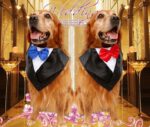 Wedding tuxedo big dog triangle scarf large dog golden hair ancient animal handsome pet scarf scarf - Image 4