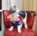 Boxer Cat Costume - Image 3