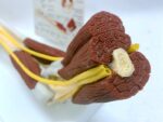 Ligament Joint Model Into Muscle Nerve Anatomy Human Skeleton Skull Arm Teaching Aid - Image 2