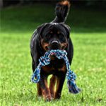 Pet stainless steel spring cotton rope - Image 3