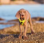 Pet Products Explosion Proof Flush Strap Reflective Chest Vest - Image 3