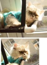 Cat bed cat hammock cat hammock window sill single layer double layer super suction cup cat cushion nest cat litter pet - Image 3
