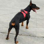 Pet Saddle Chest Strap Camouflage Outdoor Traction Dog Vest - Image 4