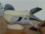 Plastic Racing Pigeon Holder Easy Bird Fixed Frame Rack Medicine Feeder Light Blue - Image 3