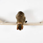 Cat suspension bridge wall-mounted pet staircase - Image 4