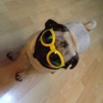 Dog Sunglasses Foldable Medium Size Waterproof Goggles UV Protection Glasses For Pets - Image 2