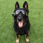 Large dog-ink sunglasses - Image 2