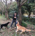 Pet stainless steel spring cotton rope - Image 2