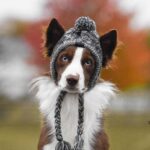 Winter Fashion Dog Hat Windproof Fluffy Knitted Polar Pom Hat - Image 3