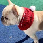 Funny woolen hat for pets to keep warm in winter - Image 5