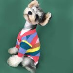Dog Rainbow Striped Cardigan - Image 7